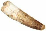 Fossil Spinosaurus Tooth - Real Dinosaur Tooth #296536-1